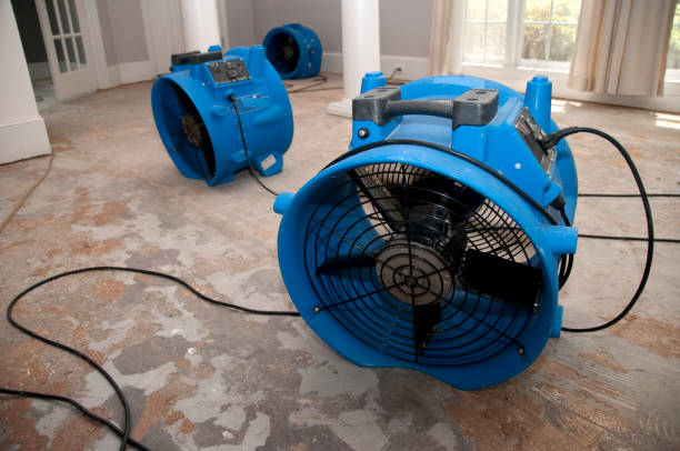 Best Water damage contractors near me  in Mammoth, AZ