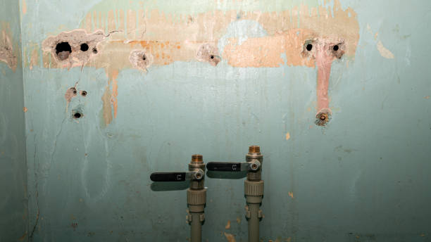 Best Mold removal after water damage  in Mammoth, AZ
